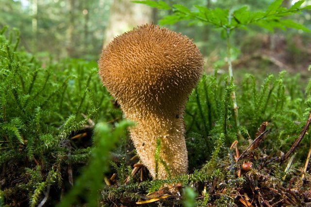 Flaschen-Stäubling Pilz Flaschen-Stäubling am Waldboden