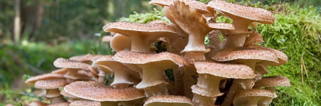 Pilz  Dunkler Hallimasch