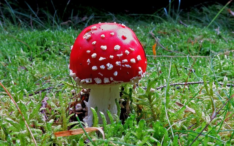 Fliegenpilz auf grüner Wiese