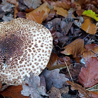 Spitzschuppiger Stachel-Schirmling Spitzschuppiger Stachel-Schirmling