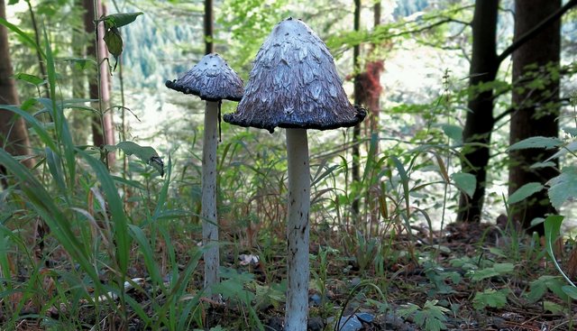 Tintling Pilz Tintling