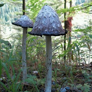 Tintling Pilz Tintling