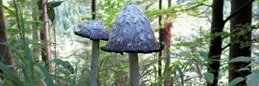 Tintling Pilz Tintling