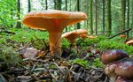 Pilz Edelreizger