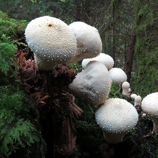 Flaschen-Stäubling Pilz Flaschen-Stäubling