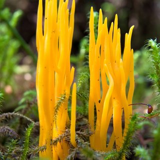Klebriger Hörnling Pilz Klebriger Hörnling
