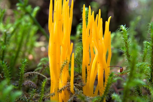 Klebriger Hörnling Pilz Klebriger Hörnling