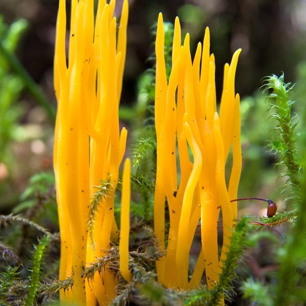 Klebriger Hörnling Pilz Klebriger Hörnling