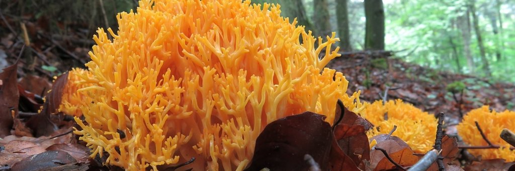 Gelbe Koralle Pilz Gelbe Koralle auf Waldboden