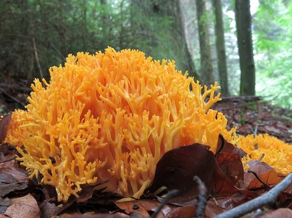 Gelbe Koralle Pilz Gelbe Koralle auf Waldboden