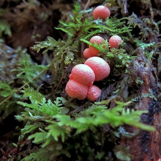 Blutmilchpilz kleiner Blutmilchpilz am Waldboden