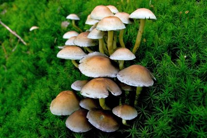 Pilz Grünblättriger Schwefelkopf